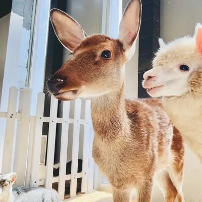 圖片來源：官方網站、U Lifestyle