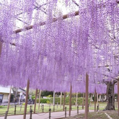 圖片來源：官方網站、U Lifestyle