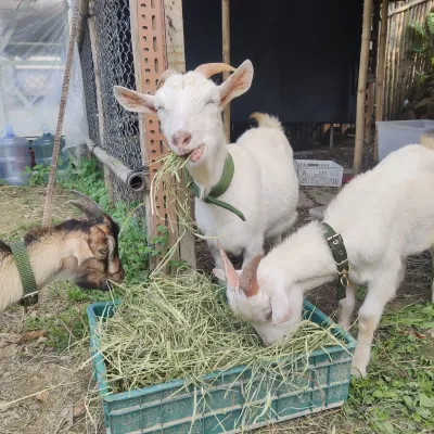 圖片來源：官方圖片