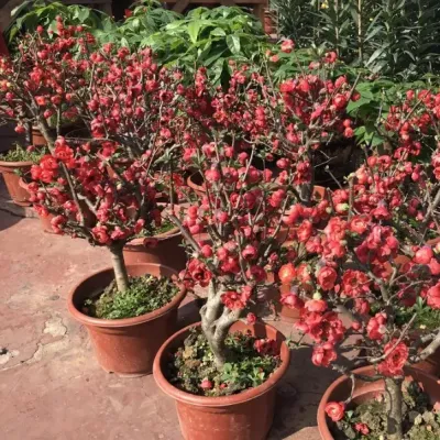 圖片來源：UHK 港生活