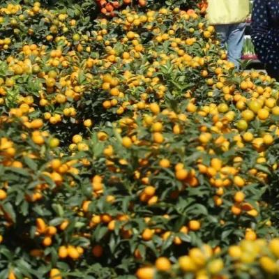 圖片來源：UHK 港生活