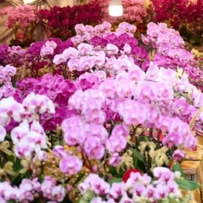 圖片來源：香港旅遊發展局