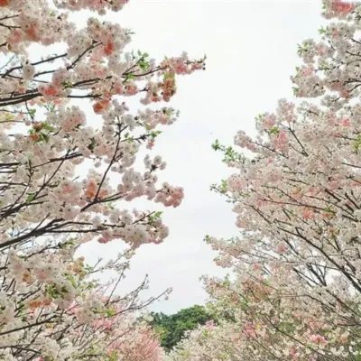 圖片來源：官方圖片