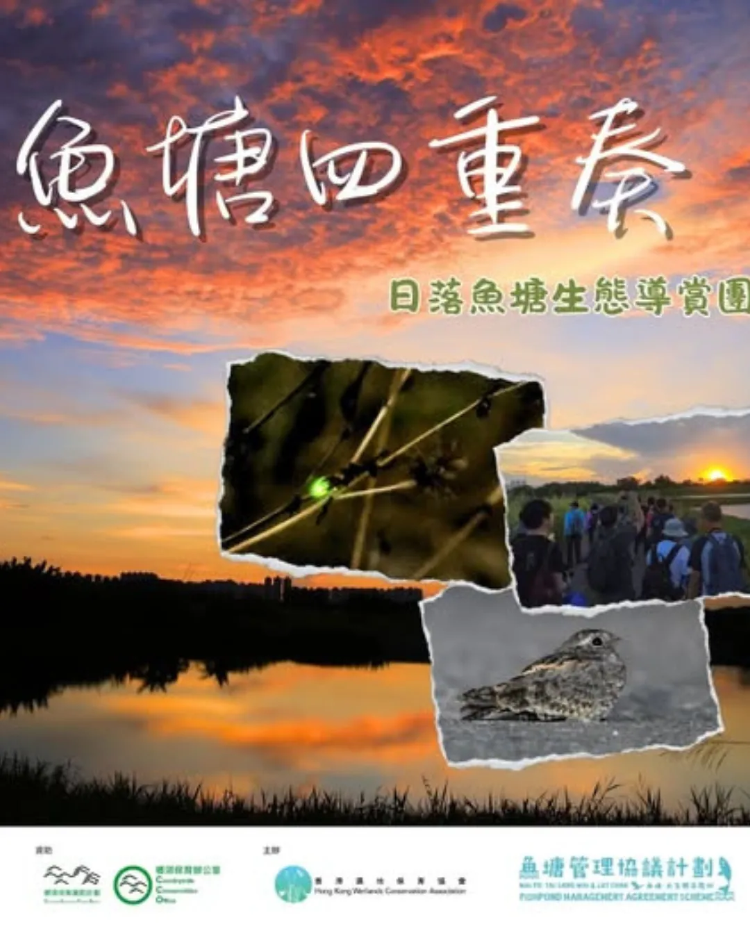魚塘四重奏 — 日落魚塘生態導賞團