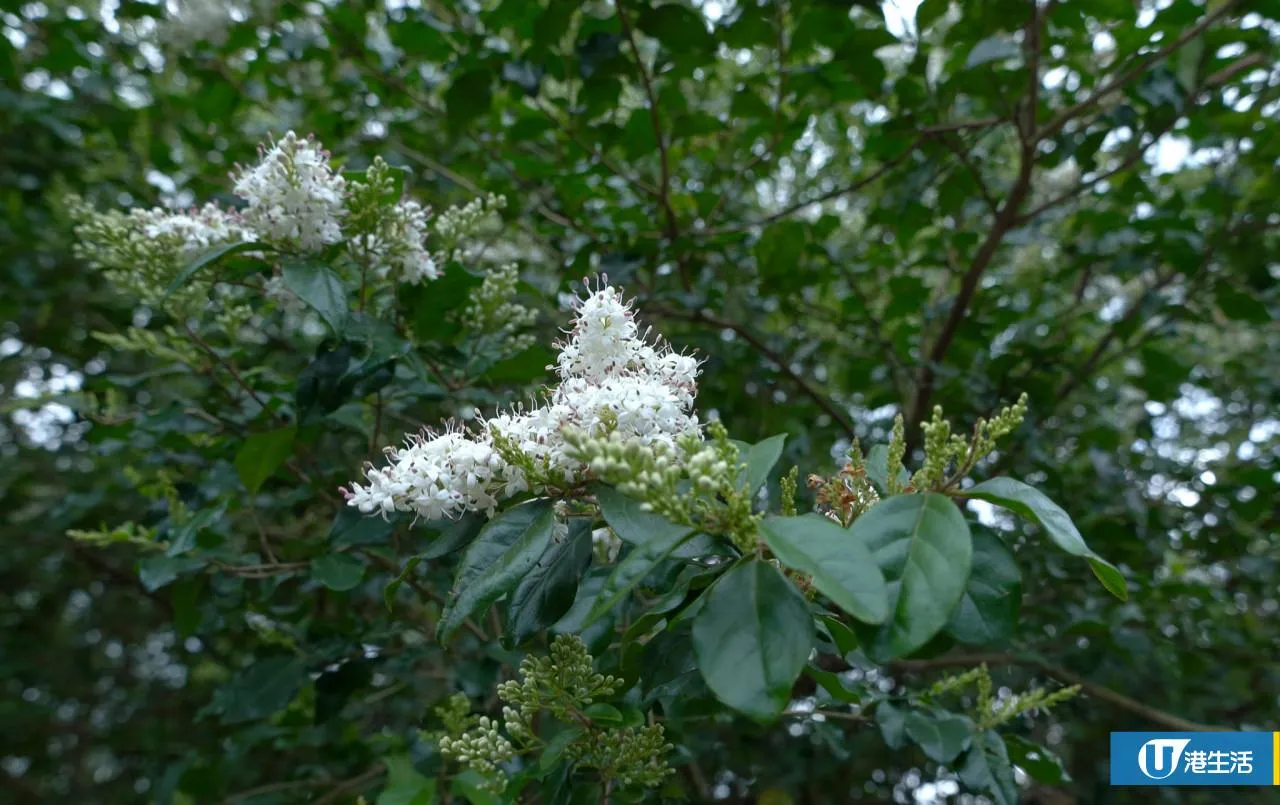 圖片來源：官方網站、U Lifestyle