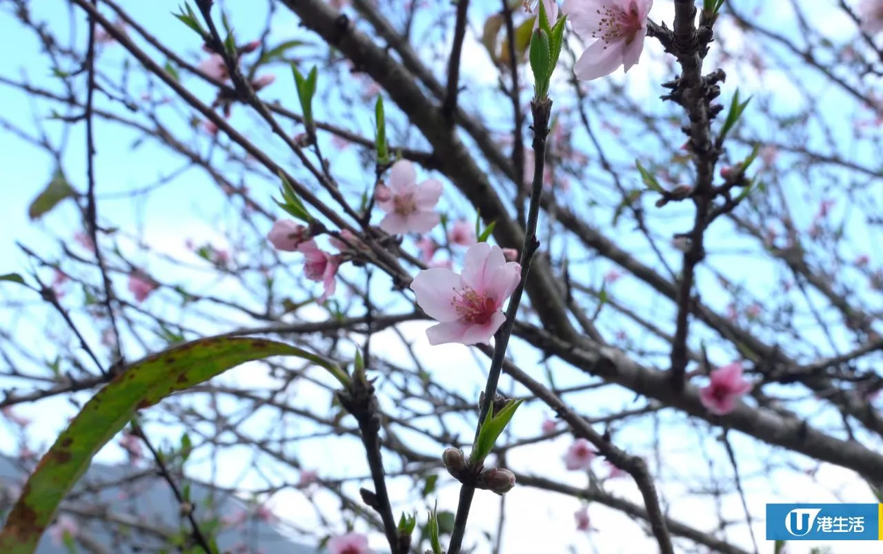 圖片來源：官方網站、U Lifestyle