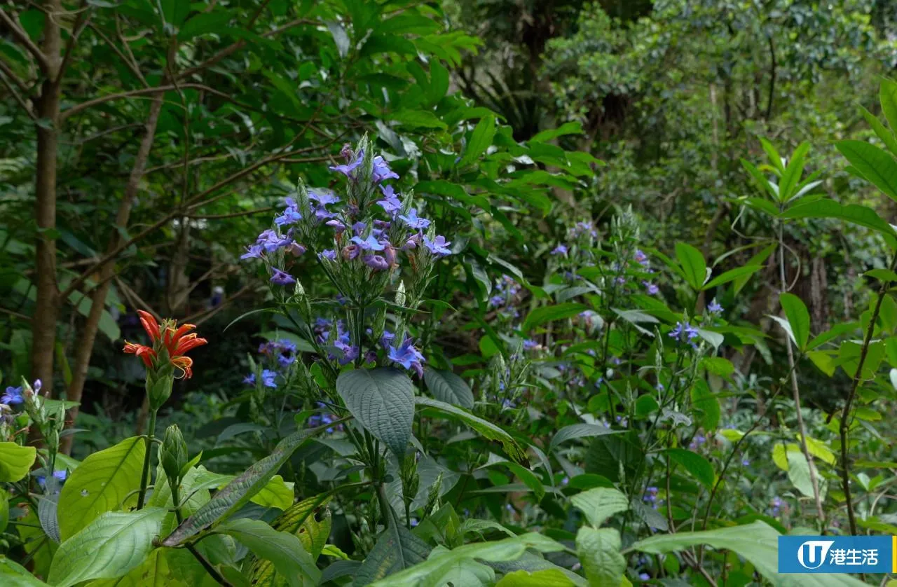 圖片來源：官方網站、U Lifestyle