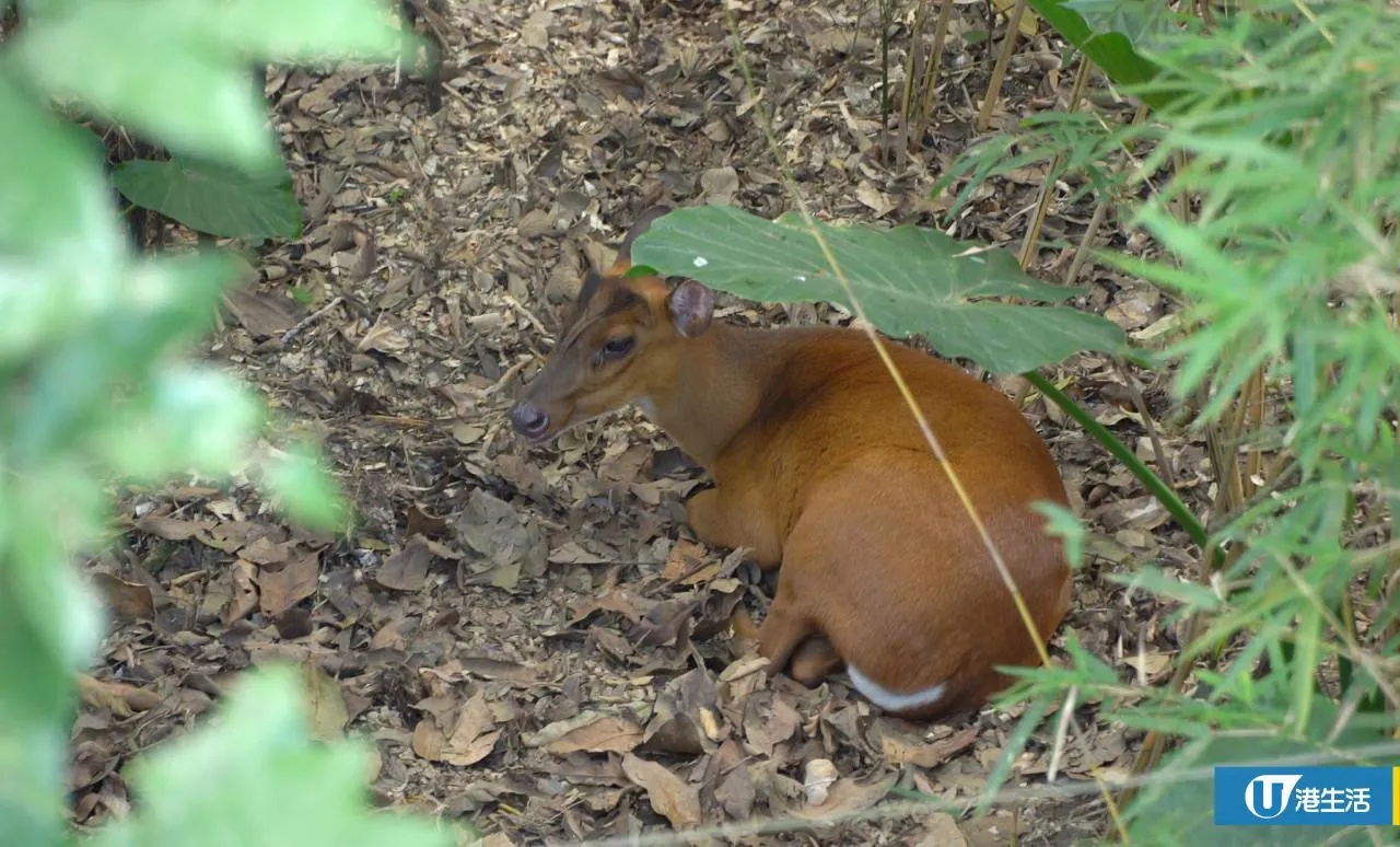 圖片來源：官方網站、U Lifestyle