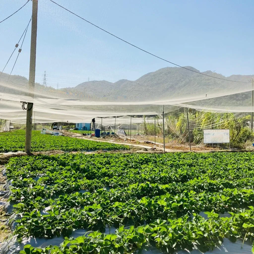 大棠有機生態園