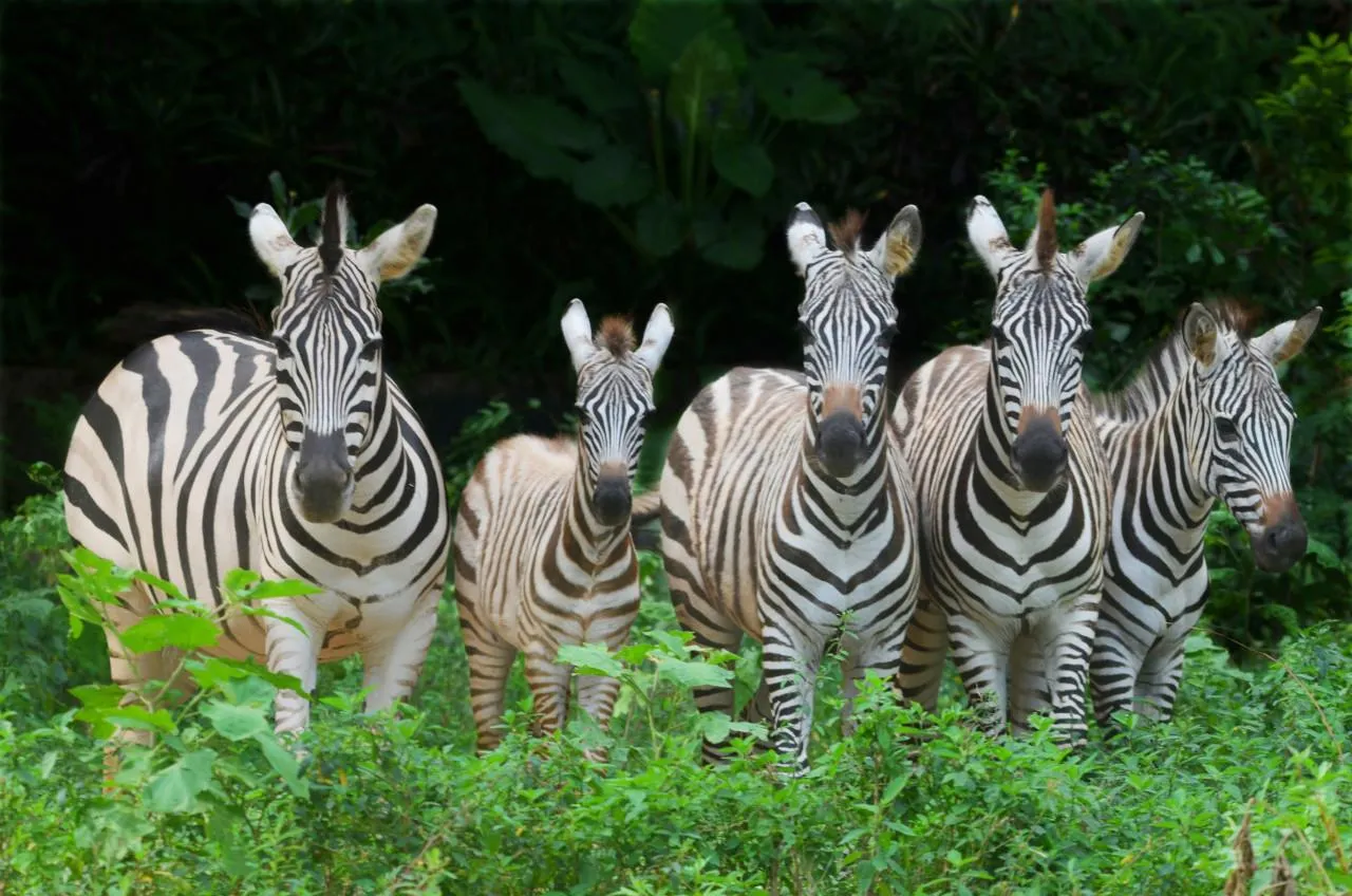 圖片來源：官方網站、U Lifestyle