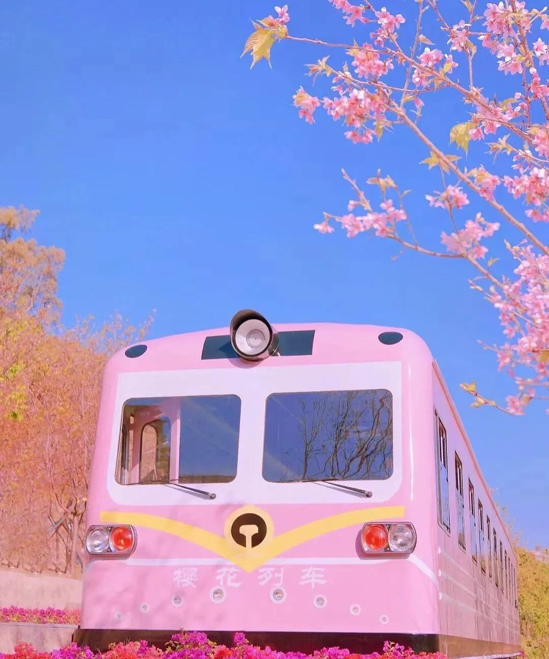 深圳櫻花列車公園
