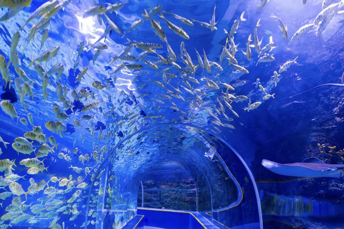 觀瀾海洋世界