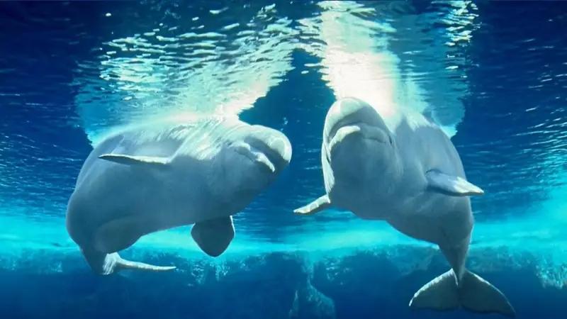 小梅沙海洋世界