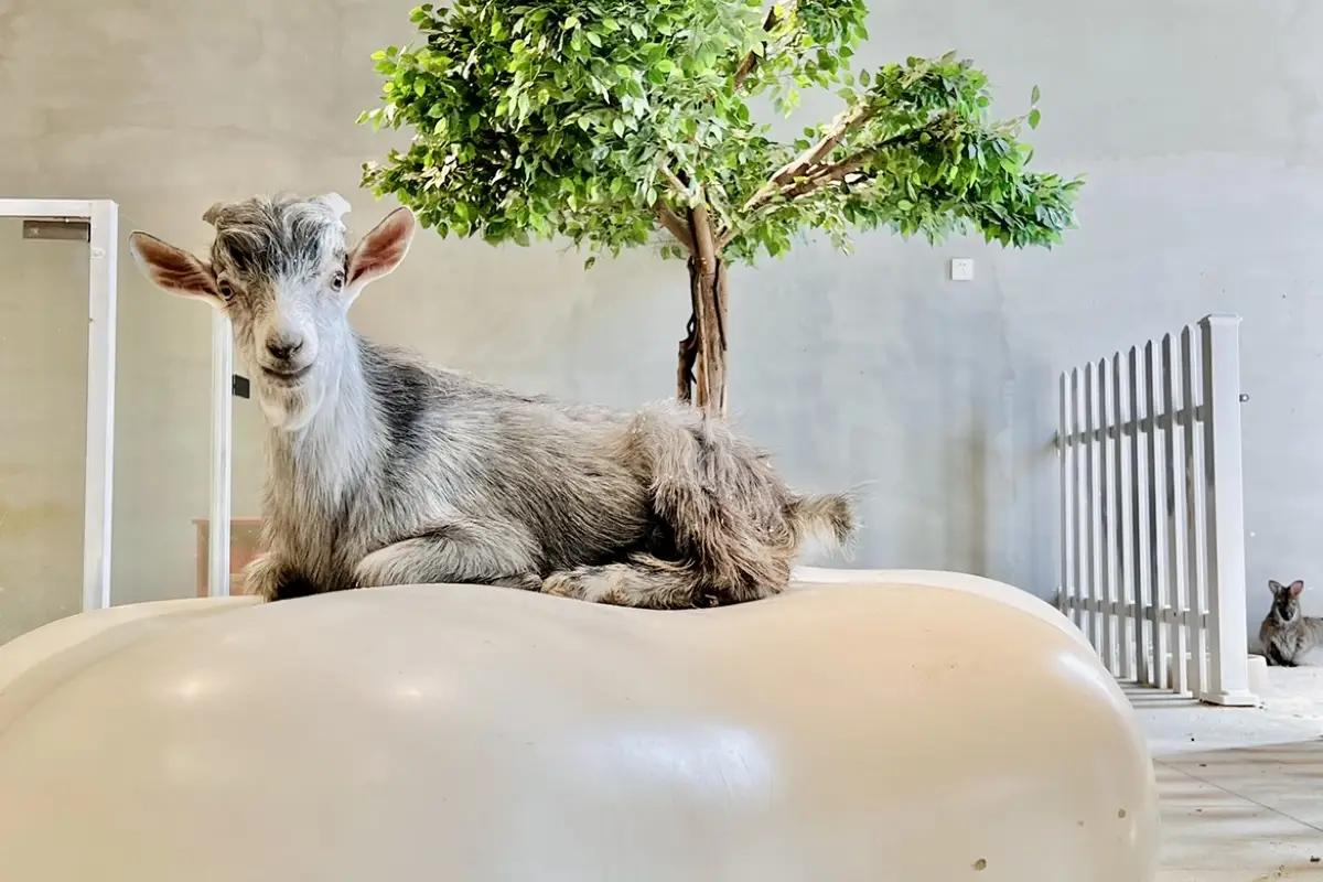 圖片來源：官方網站、U Lifestyle