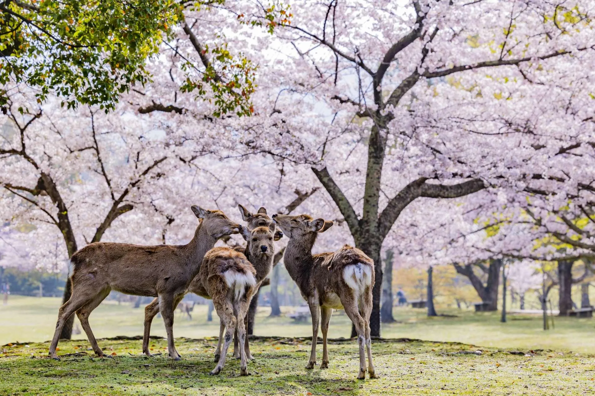 奈良公園