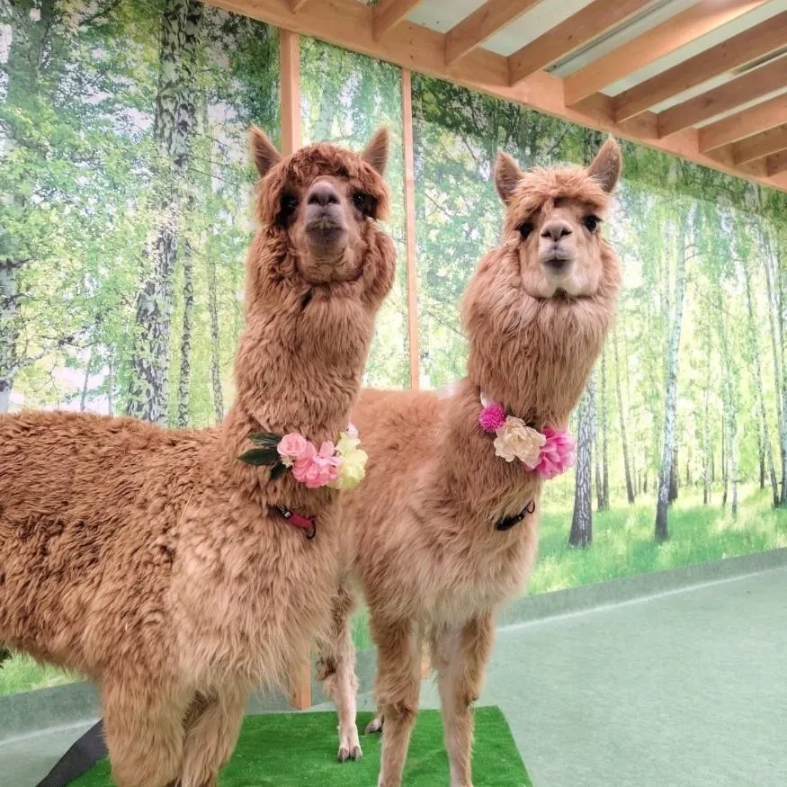 アルパカふれあいラント