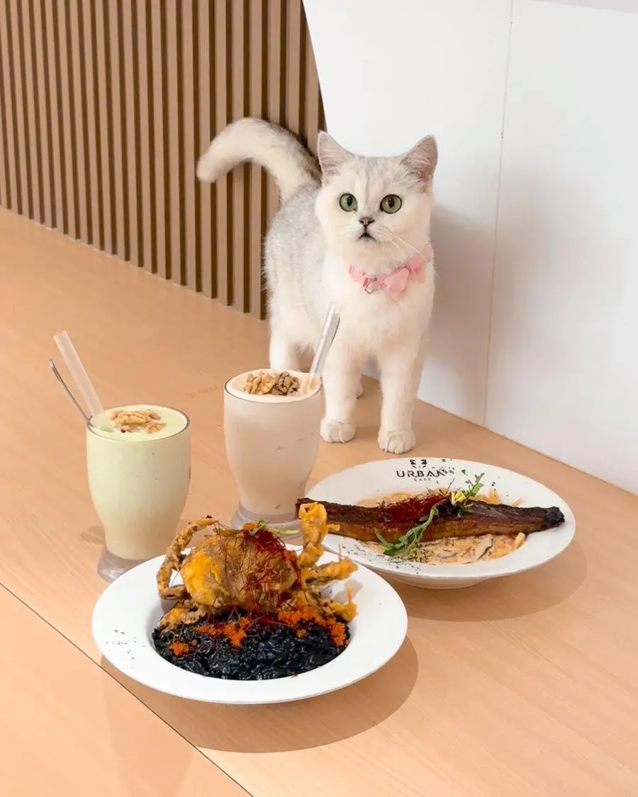 圖片來源：官方網站、U Lifestyle