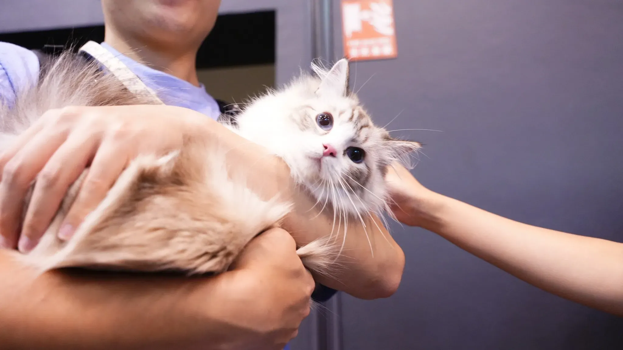 圖片來源：官方網站、U Lifestyle