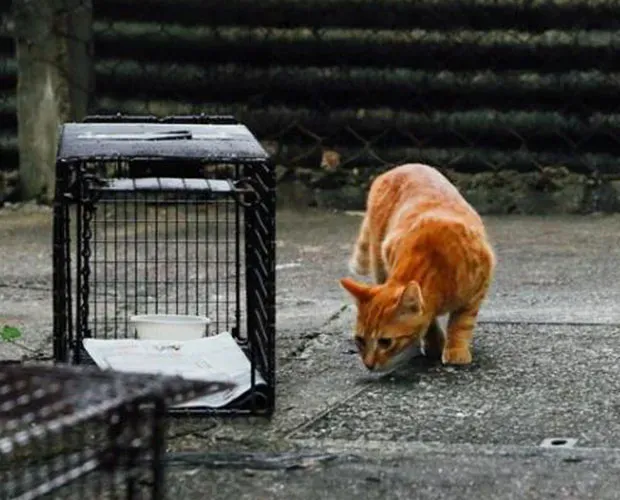 「貓隻領域護理計劃」展覽