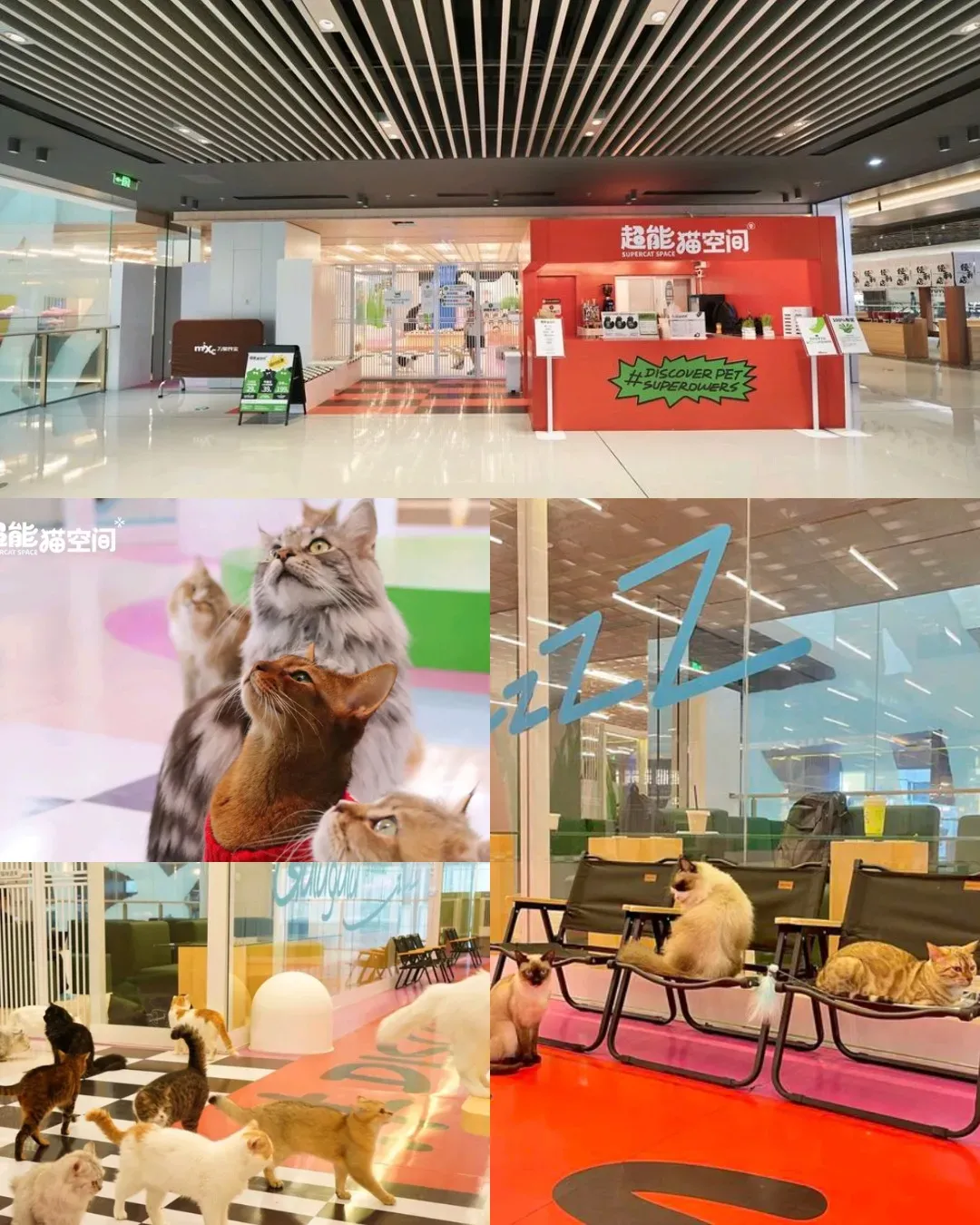 超能貓空間（笋崗 萬象食家店）