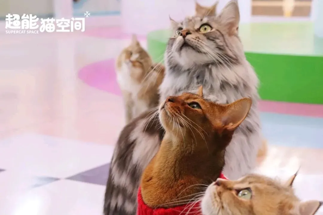 圖片來源：大衆點評官方圖片