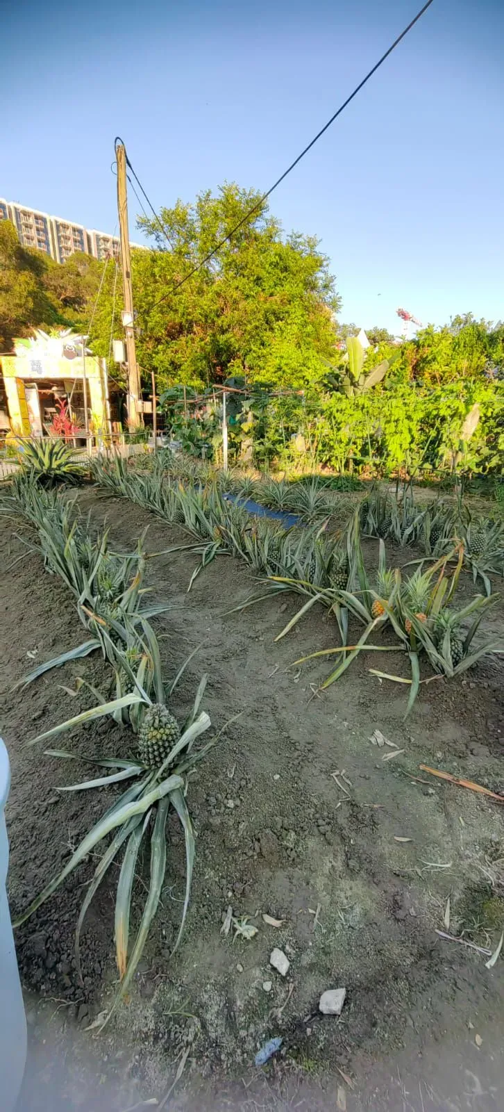 圖片來源：FB@有機薈低碳農莊 Go Green Organic Farm