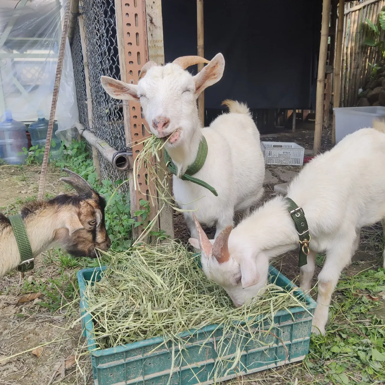 圖片來源：官方圖片