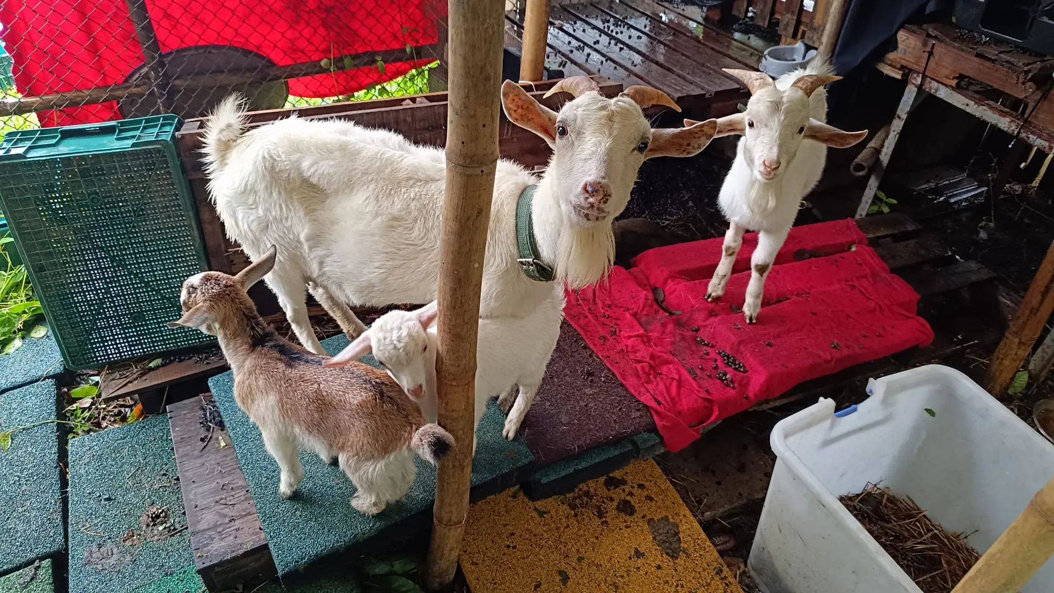 圖片來源：官方圖片