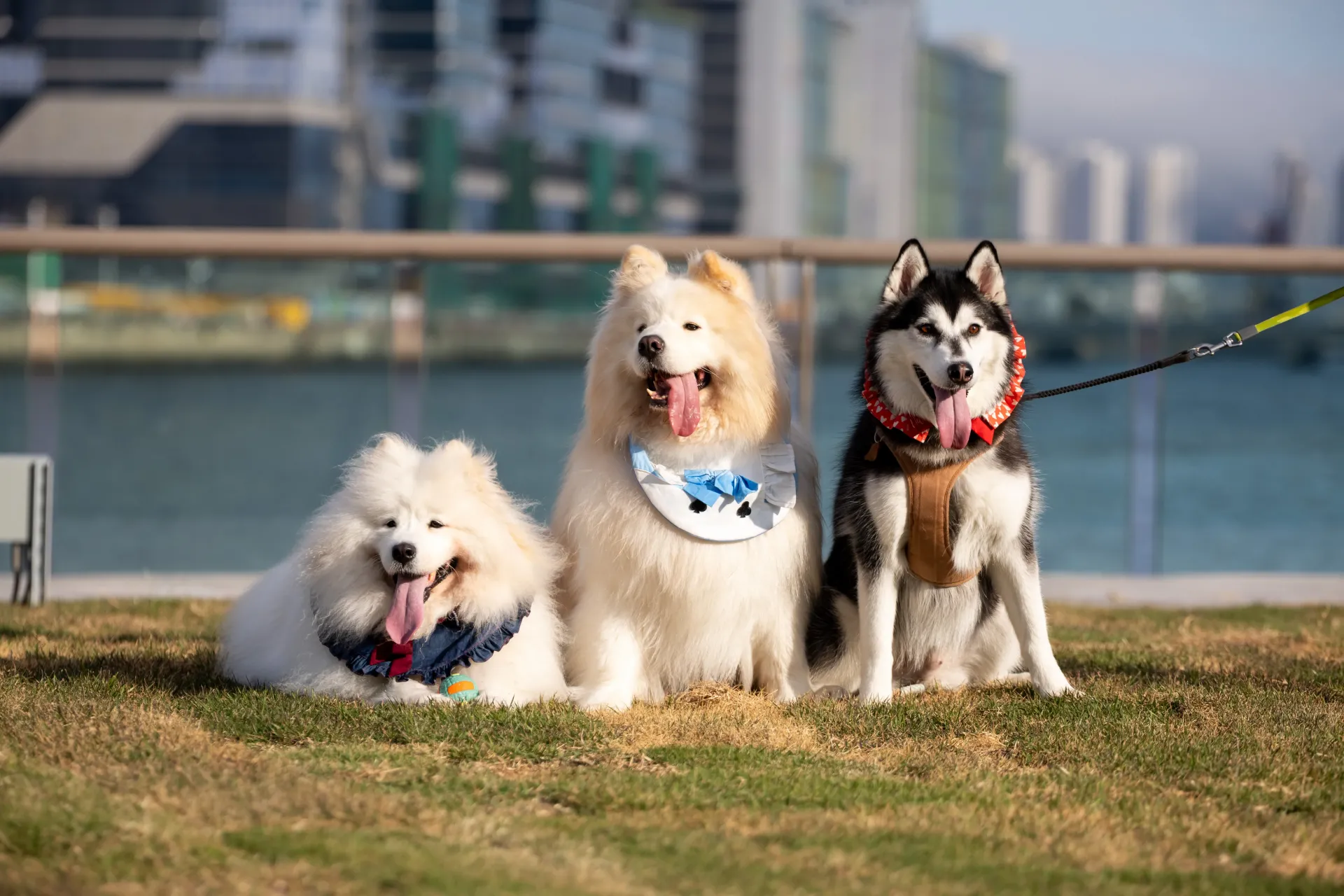 圖片來源：官方圖片