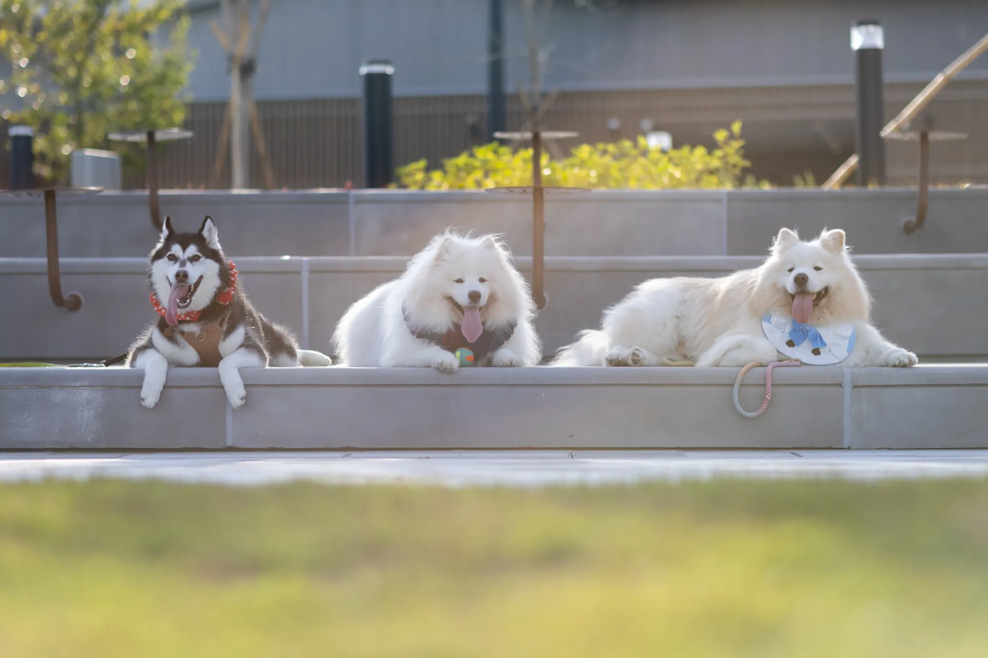 圖片來源：官方圖片