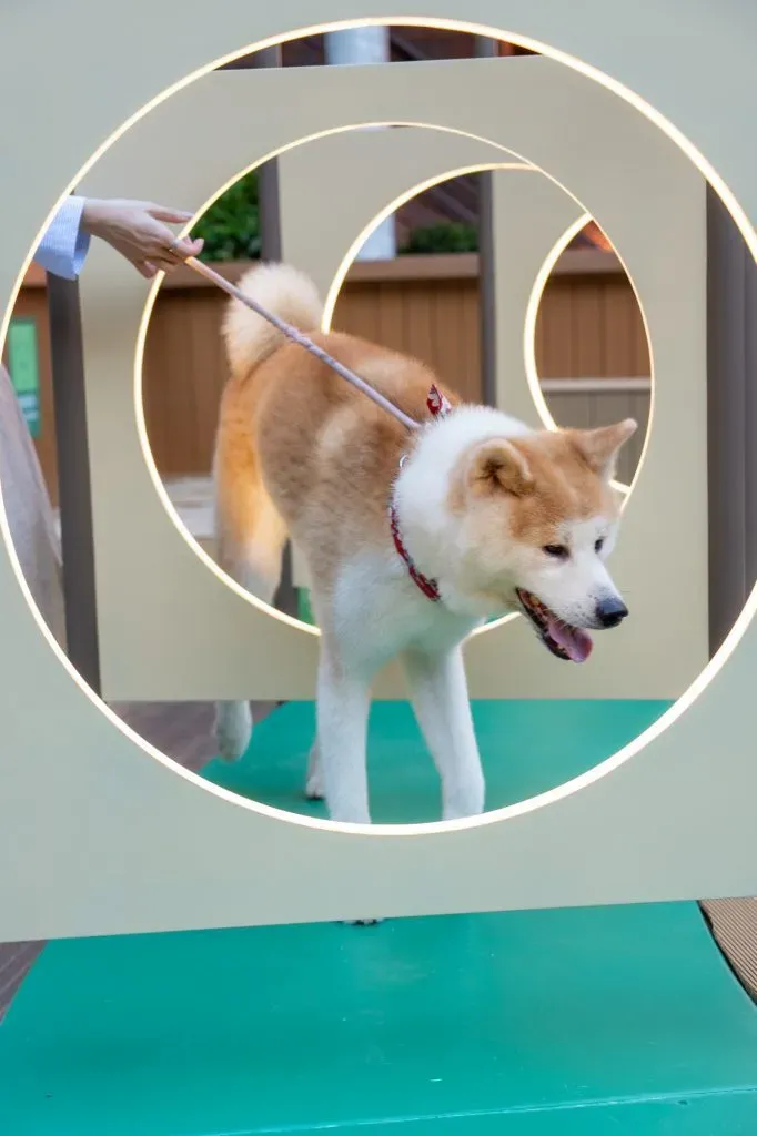 圖片來源：官方網站