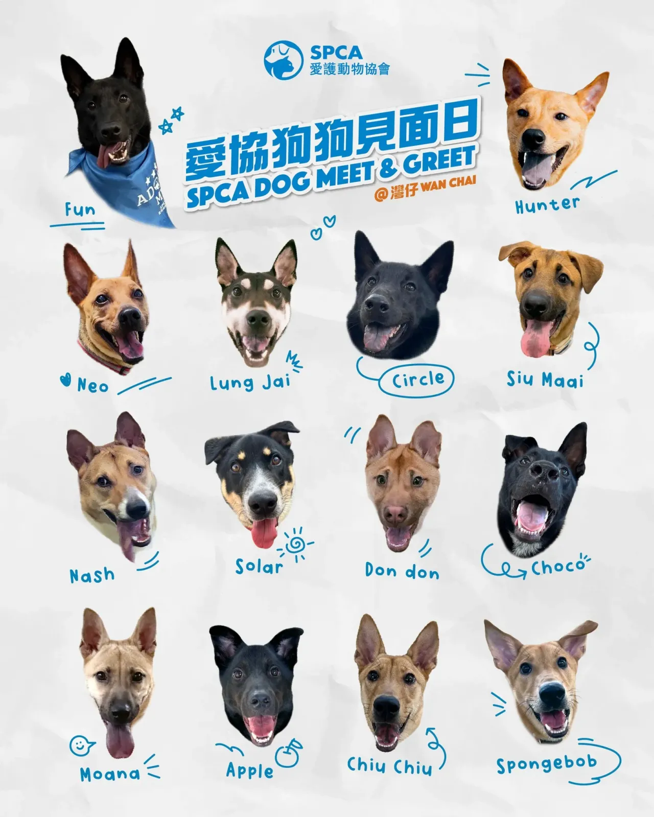 圖片來源：FB@SPCA (HK) 香港愛護動物協會