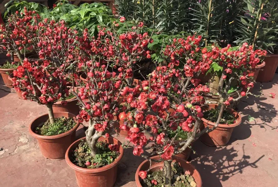 長沙灣遊樂場年宵市場2026