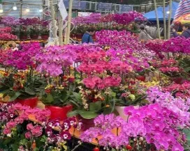 沙田源禾遊樂場年宵市場2026