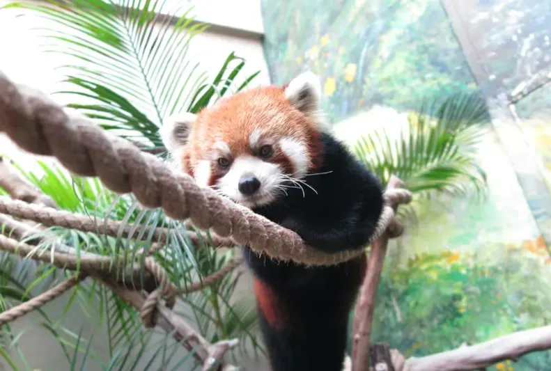 圖片來源：澳門政府網站