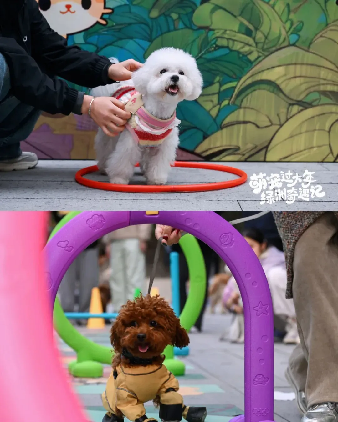 深圳2026寵物新春主題嘉年華