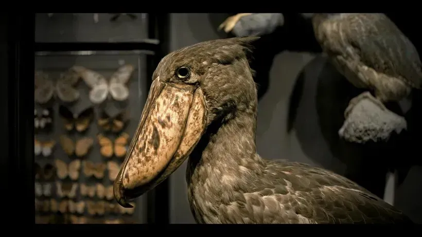 圖片來源：官方圖片