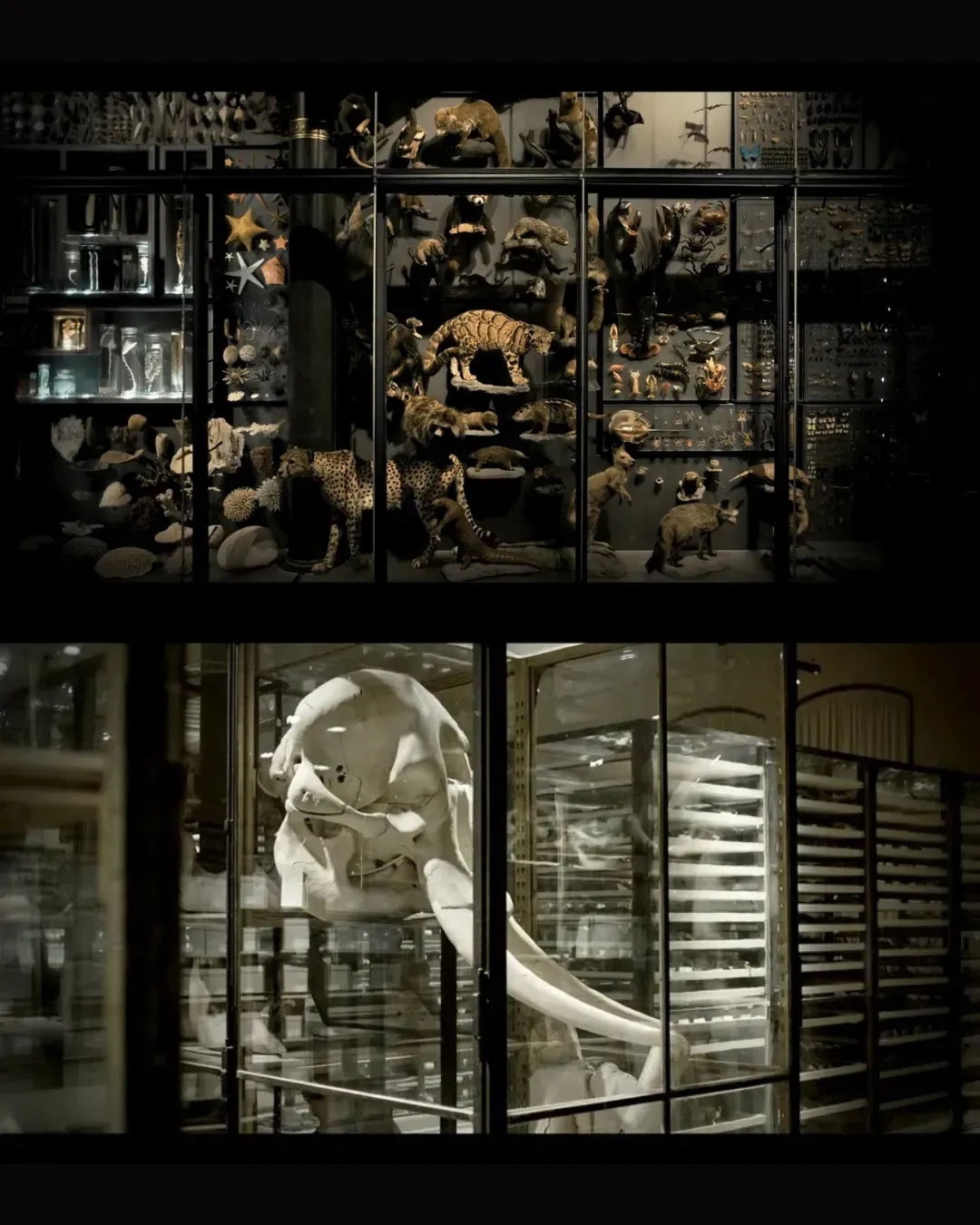 卡斯滕尼古拉：內外、眼內閃光