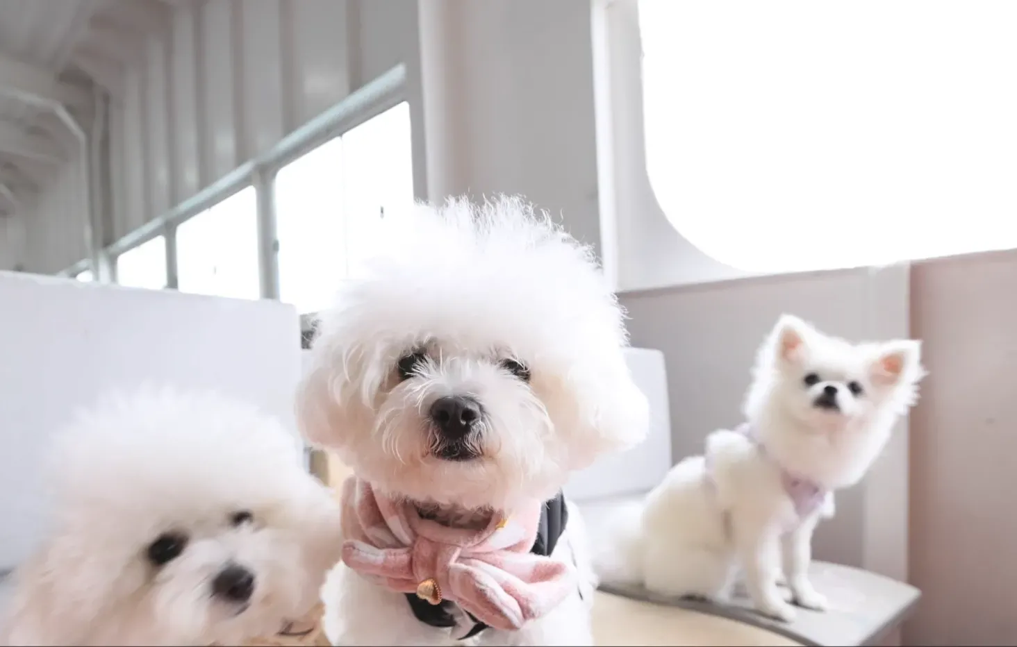 圖片來源：官方網站、U Lifestyle