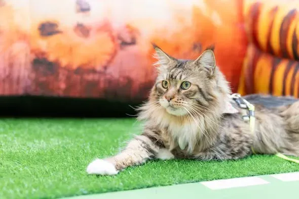 圖片來源：官方網站、U Lifestyle