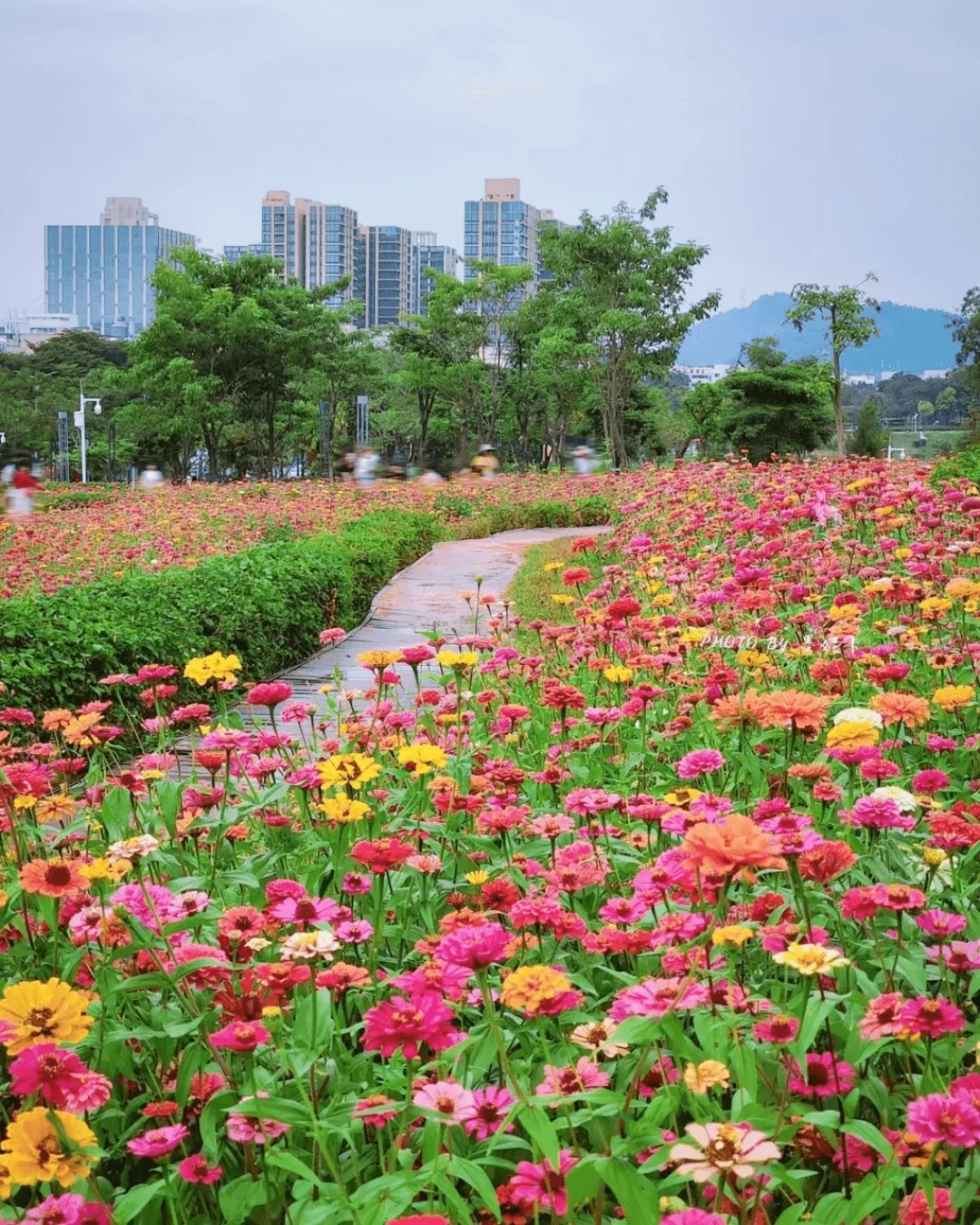 寶安鳳凰山人才林公園