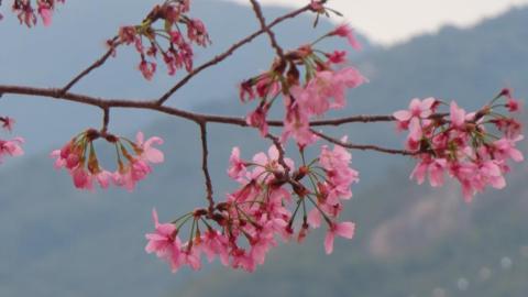漫遊香港 - 東涌櫻花海岸 相集