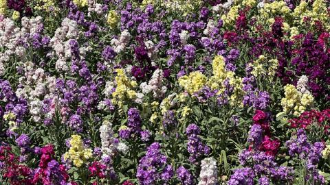 香港好去處 | 大埔海濱公園 | 三月賞花