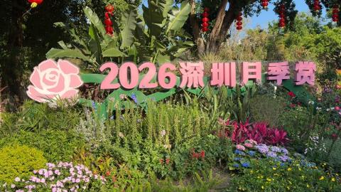 深圳好去處 | 人民公園 | 2026深圳月季賞