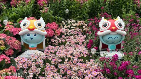 香港好去處 | 賞花 | 2026維園花展(1) | 香港特色