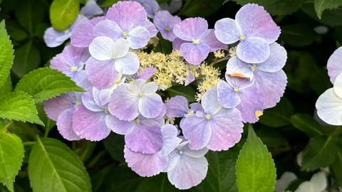 香港好去處 | 賞花 | 2026維園花展(2) | 紫羅蘭 | 繡球花