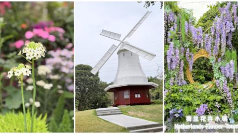 說好的花海呢? 深圳南山區荷蘭花卉小鎮