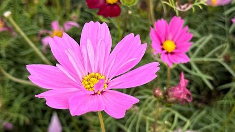 香港好去處 | 賞花 | 2026維園花展(3) | 大波斯菊