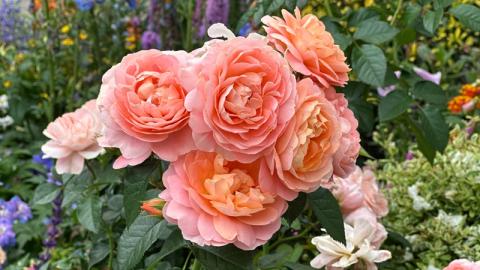 香港好去處 | 賞花 | 2026維園花展(5) | 玫瑰