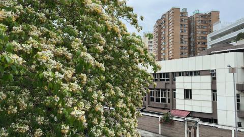 香港好去處 | 賞花 | 魚木